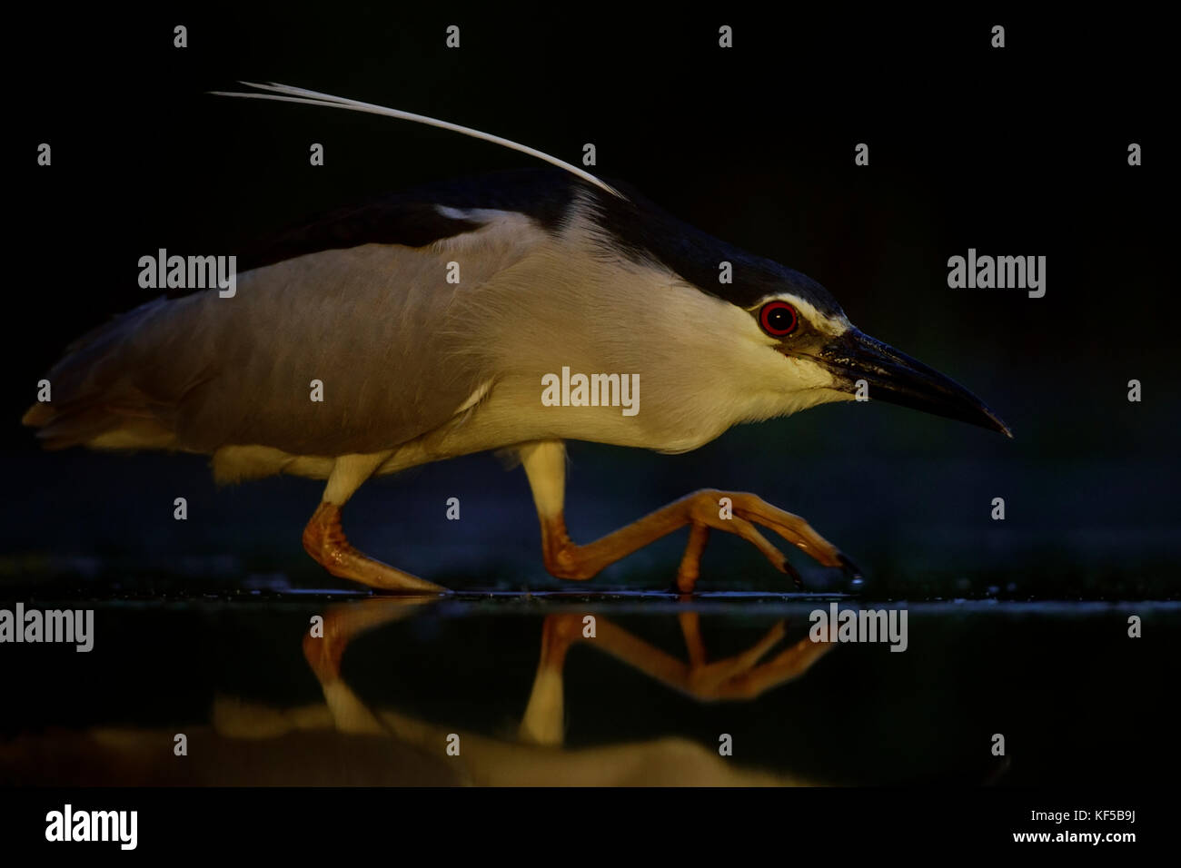 Bihoreaux gris - Nycticorax nycticorax Banque D'Images