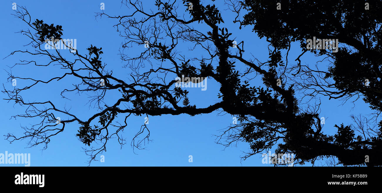 La végétation tropicale contre le ciel comme une silhouette dans une forêt de montagne humide au Népal Banque D'Images La végétation tropicale contre le ciel comme une silhouette dans une forêt de montagne humide au Népal Banque D'Images