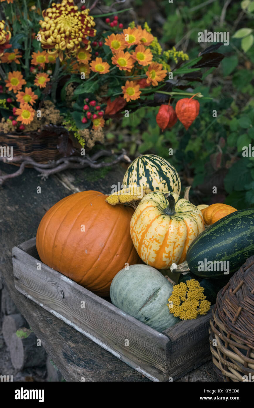 Citrouilles et courges dans une boîte en bois sur l'affichage à l'Weald et Downland Open Air Museum, campagne automne show, Singleton, Sussex, Angleterre Banque D'Images