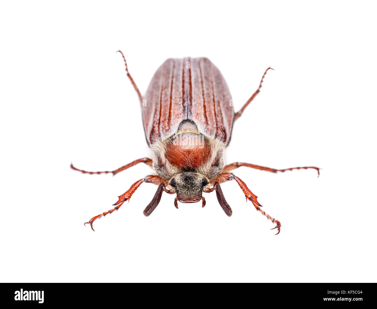 Cockchafer melolontha peut beetle bug insecte isolated on white Banque D'Images
