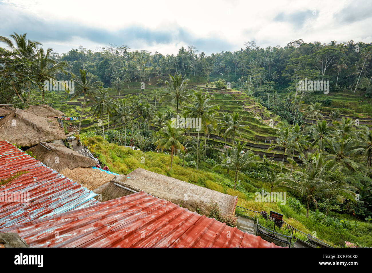 Tegalalang Terrasse de riz. Village de Tegalalang, Bali, Indonésie. Banque D'Images