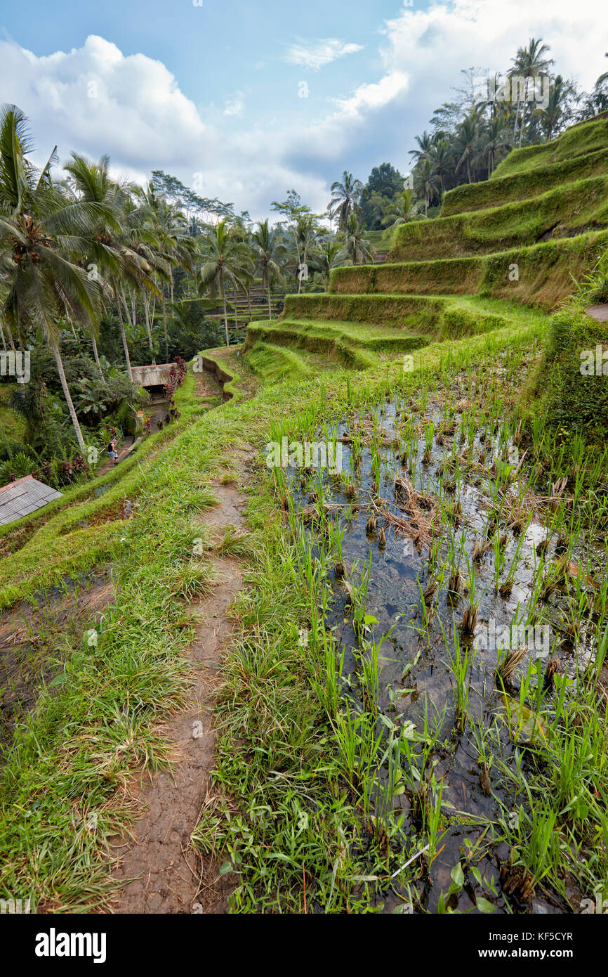 Tegalalang Terrasse de riz. Village de Tegalalang, Bali, Indonésie. Banque D'Images
