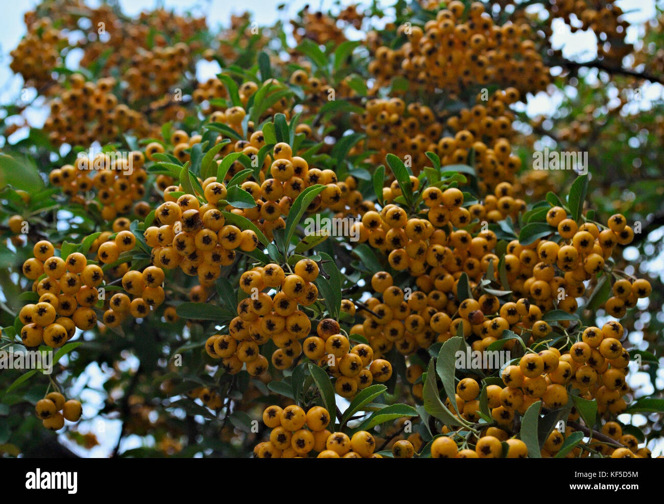 L'abondance des petits fruits jaunes sur un buisson, temps d'automne Banque D'Images