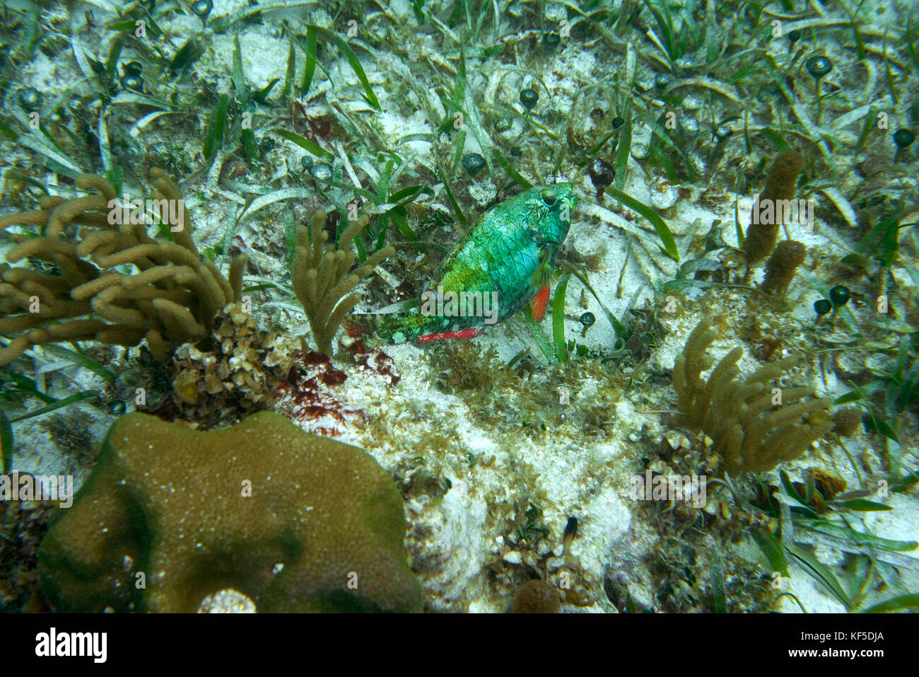 Perroquet de mer les poissons du grand récif maya à Riviera Maya des Caraïbes Mexique Banque D'Images