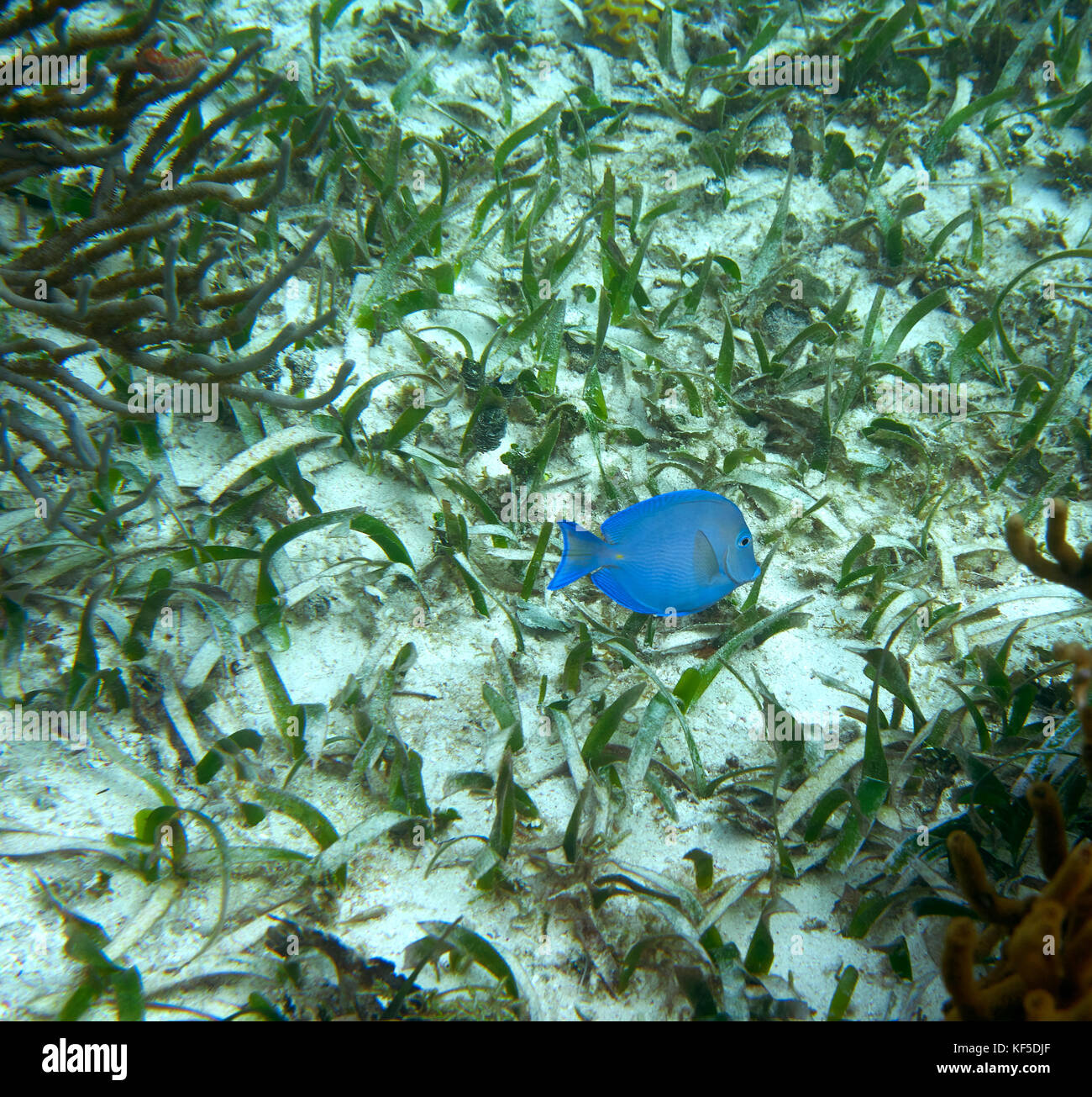 Bleu atlantique poisson tang chirurgien grand récif maya à Riviera Maya du Mexique Banque D'Images