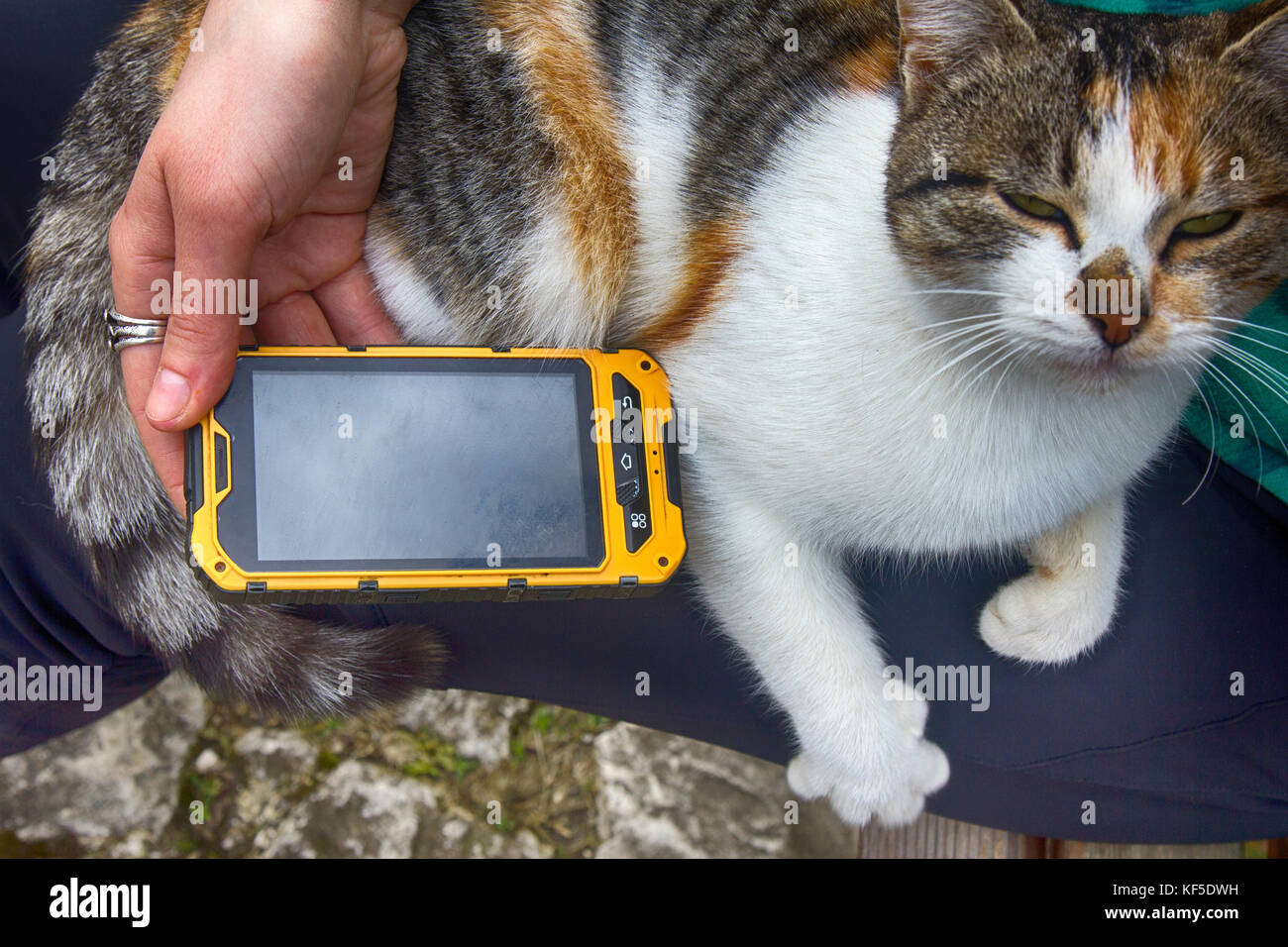 Fille Jouant Sur Smartphone Chanson Pour Son Chat Chat Ronronne En Reponse Photo Stock Alamy