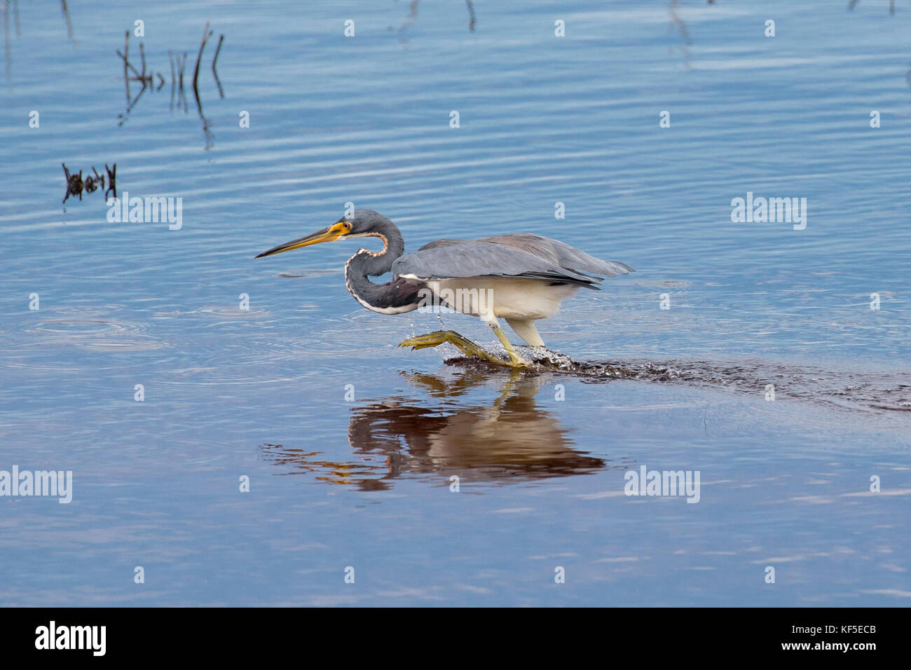 Adultes une aigrette tricolore (Egretta tricolor), anciennement connue en Amérique du Nord comme le héron de la Louisiane à la recherche de nourriture dans un étang de l'eau peu profonde calme Banque D'Images