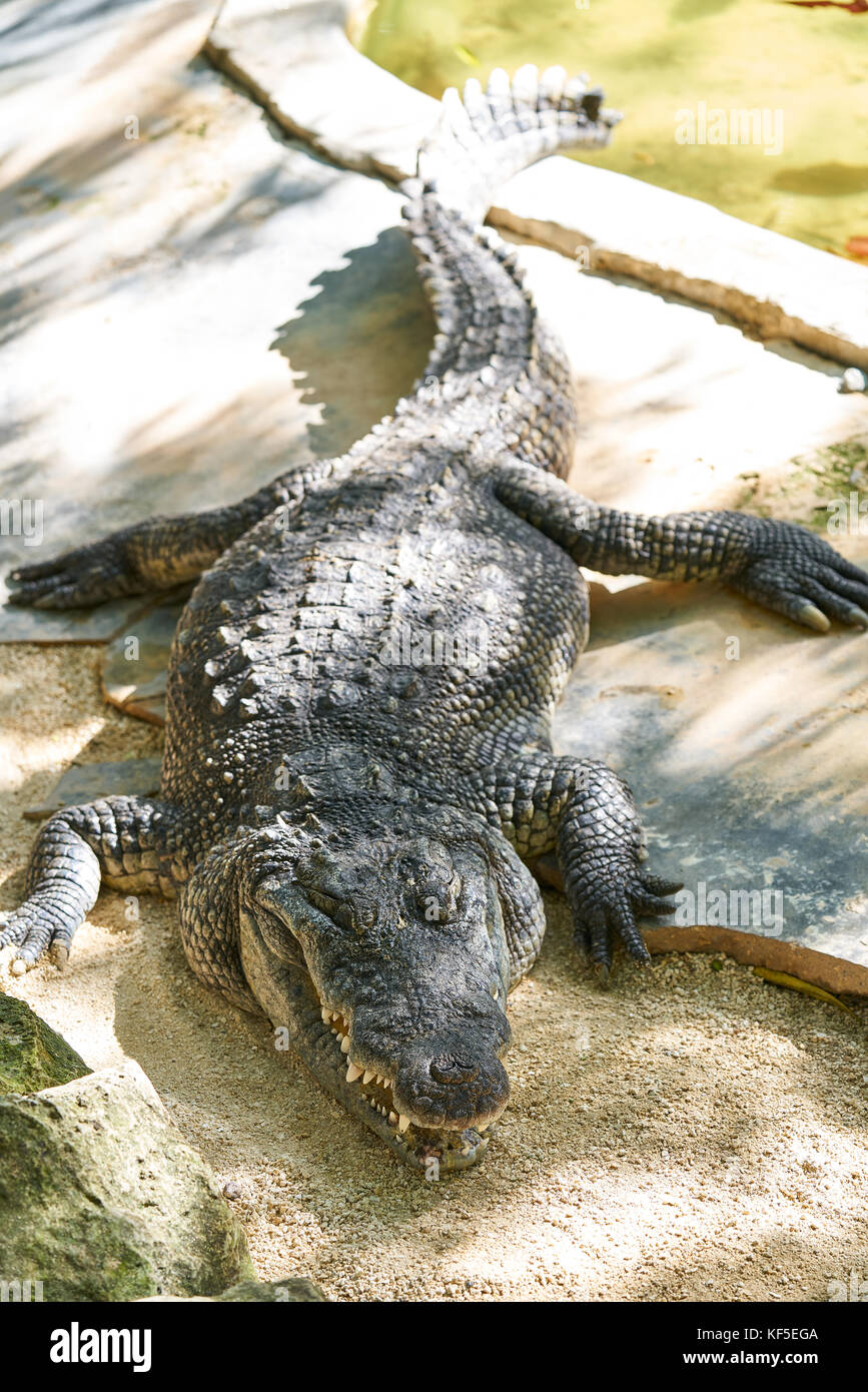 Crocodile au mexique Riviera Maya sur le sol Banque D'Images