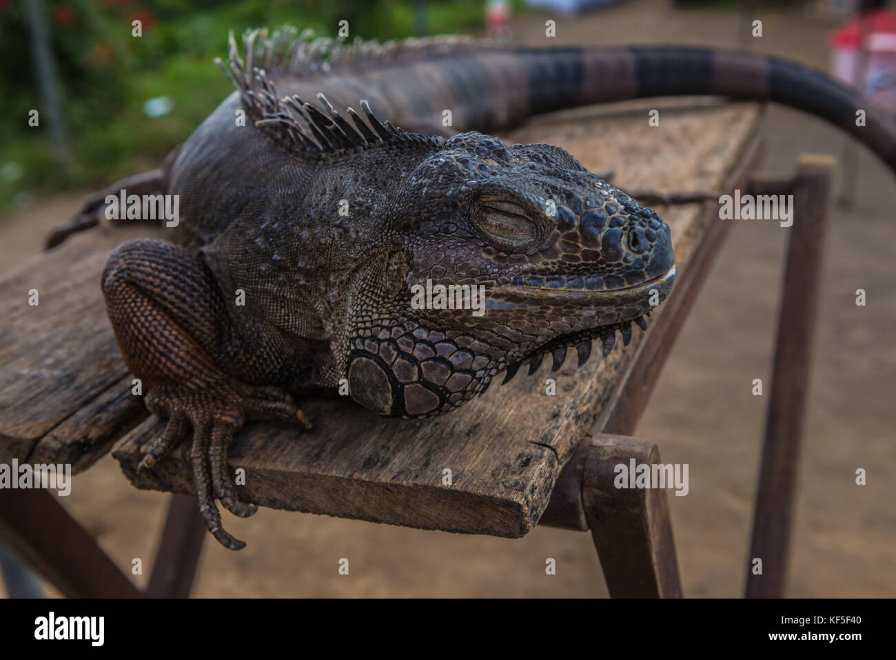 Le varan repose sur la table. close-up lizard. Banque D'Images