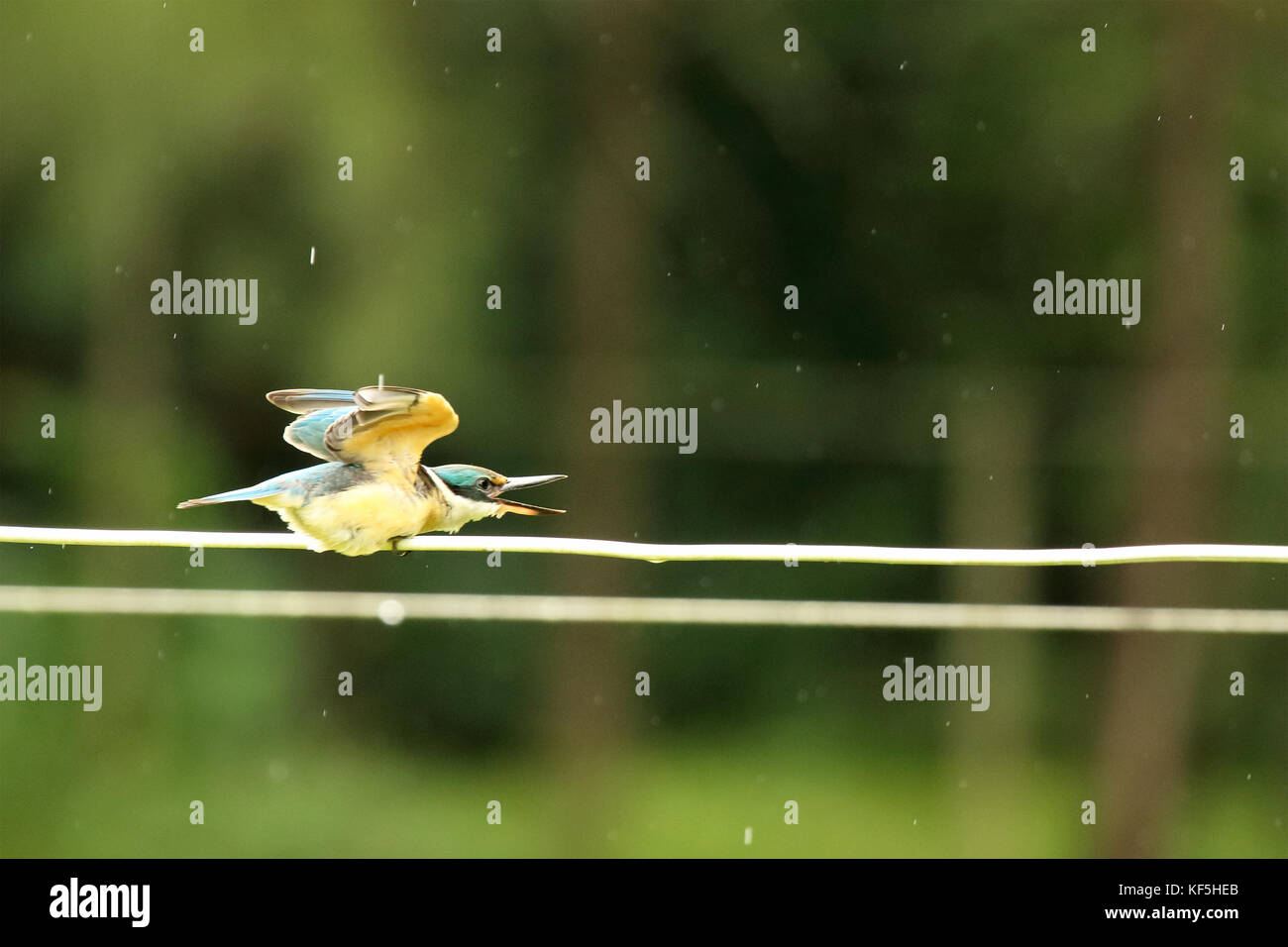 Un azure kingfisher appeler pendant un orage. Banque D'Images