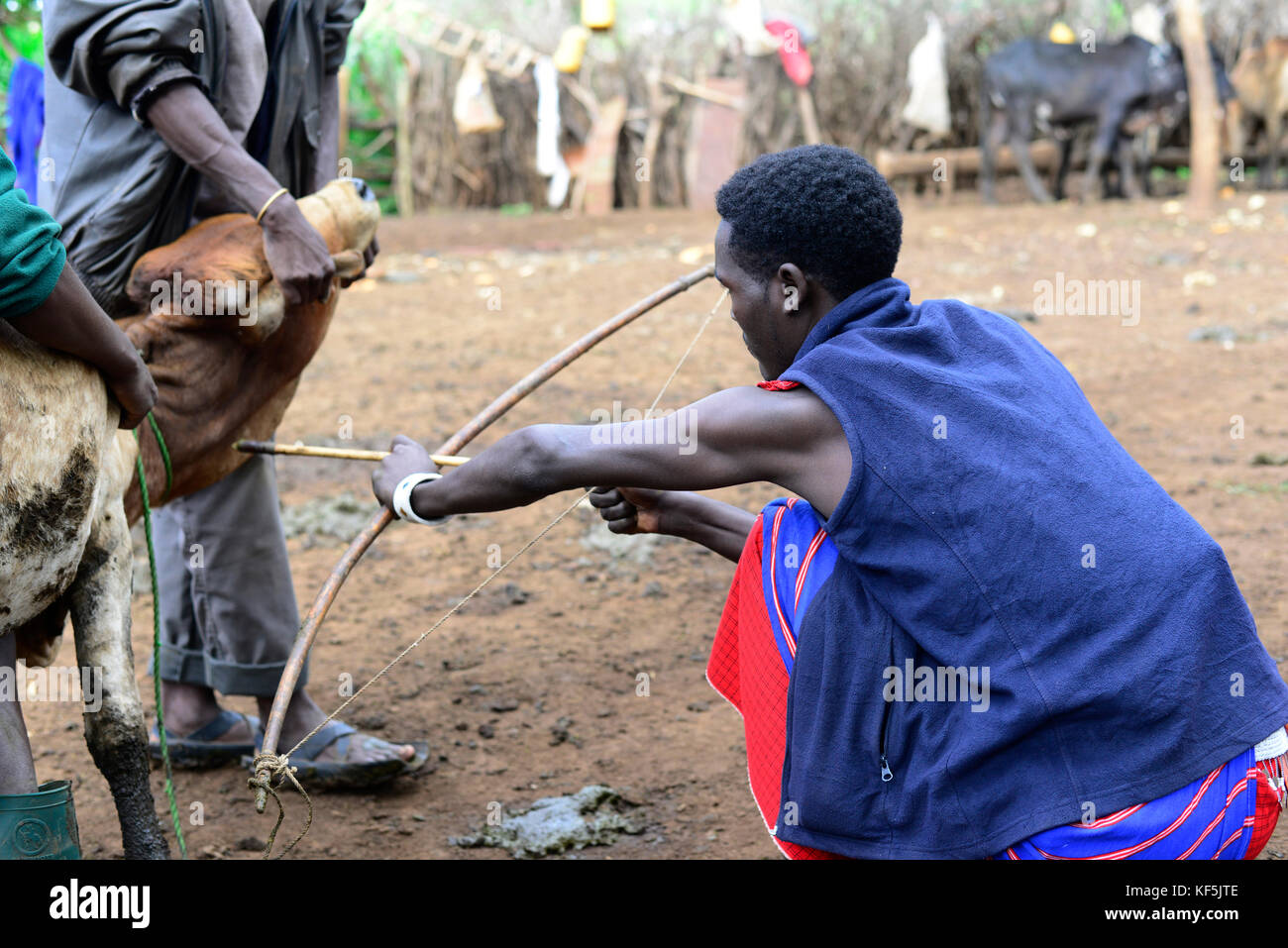 Les hommes de prendre la tension artérielle de maasai veine dans le col de la vache d'trou fait avec la flèche dans le nord de la Tanzanie. Banque D'Images
