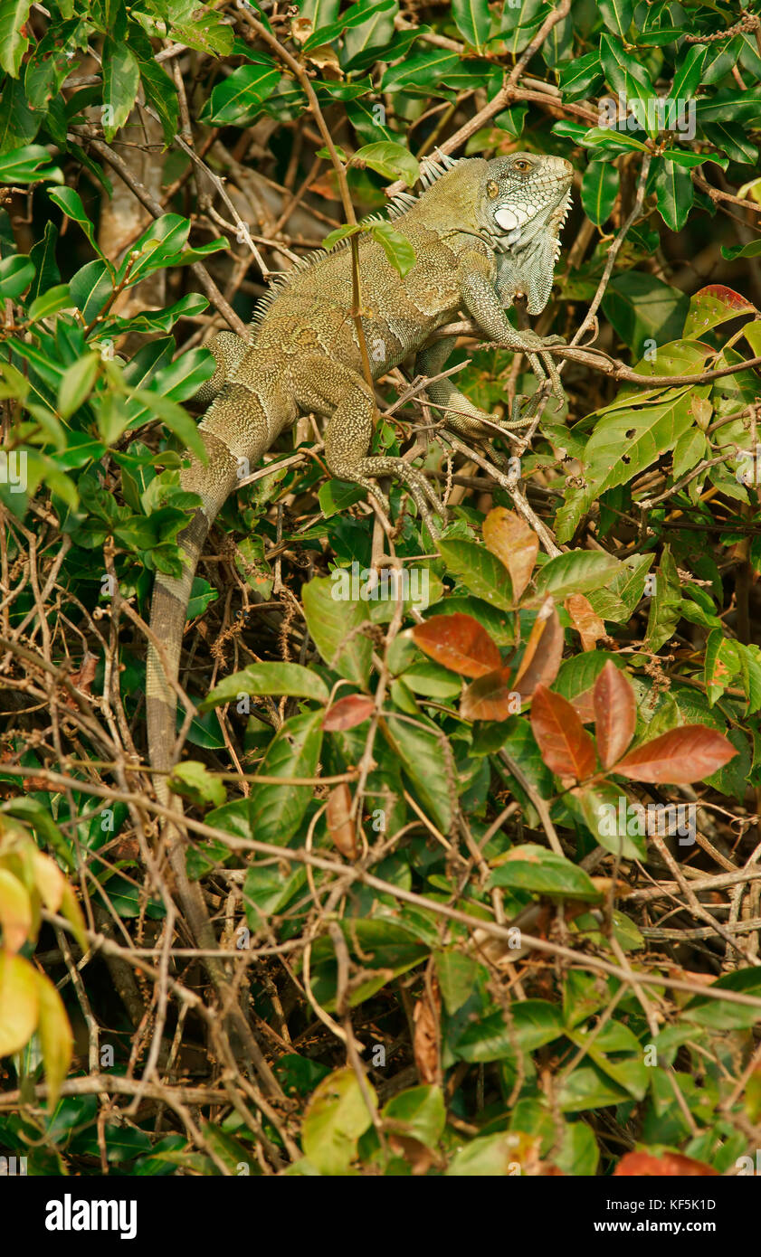 Iguane vert (Iguana iguana) dans l'arbre, Pantanal, Brésil Banque D'Images