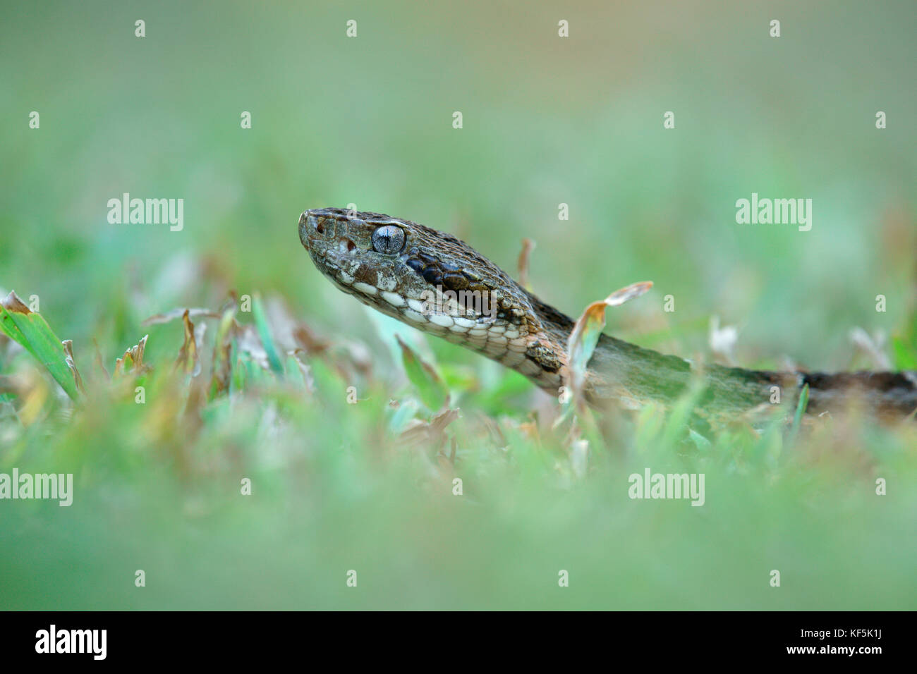 Lance Otter (Bothrops neuwiedi mattogrossensus) dans l'herbe, très toxique, Pantanal, Mato Grosso, Brésil Banque D'Images