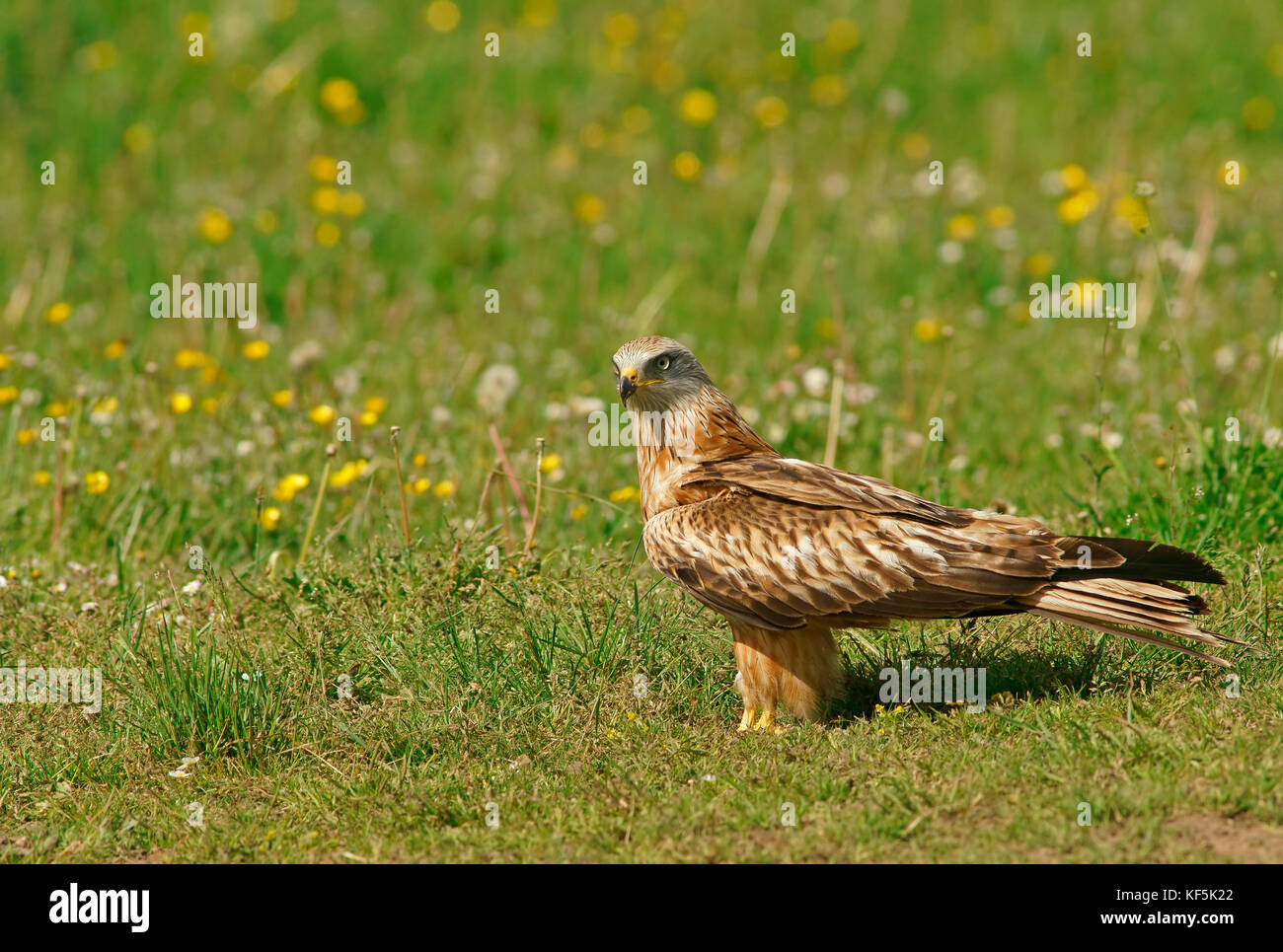 Le milan royal (Milvus milvus) situés dans un pré, feldberger seenlandschaft, Mecklembourg-Poméranie occidentale, Allemagne Banque D'Images