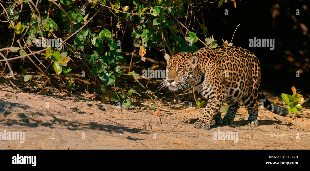 Jaguar (Panthera onca), monte, Pantanal, Mato Grosso, Brésil Banque D'Images