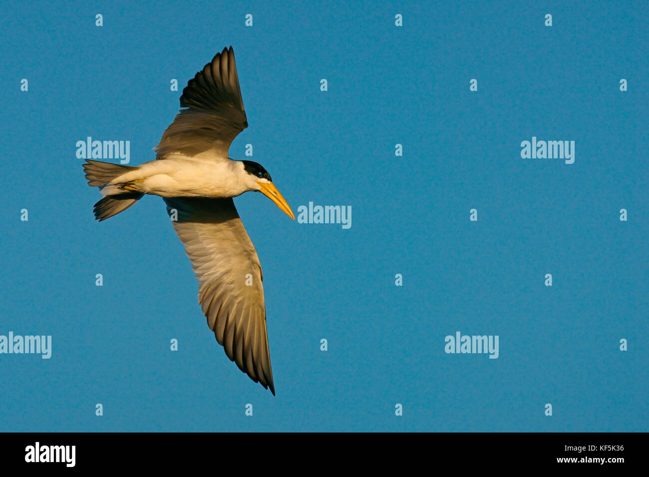 Sterne à gros bec (phaetusa simplex) en vol, Mato grosso do Sul, Brésil Banque D'Images