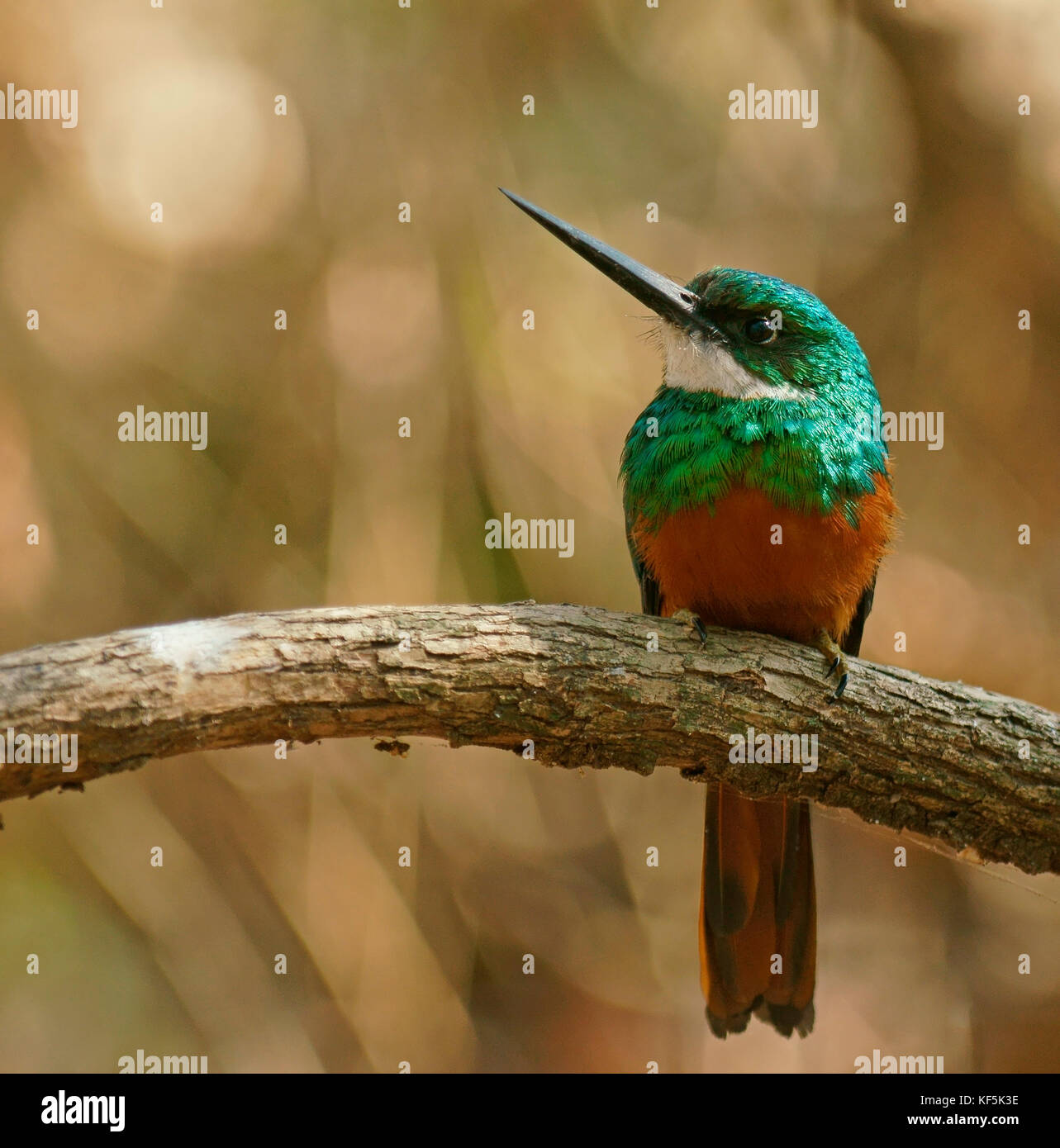 Jacamar à queue rouge (galbula ruficauda) siège au Pantanal, Brésil, direction générale Banque D'Images