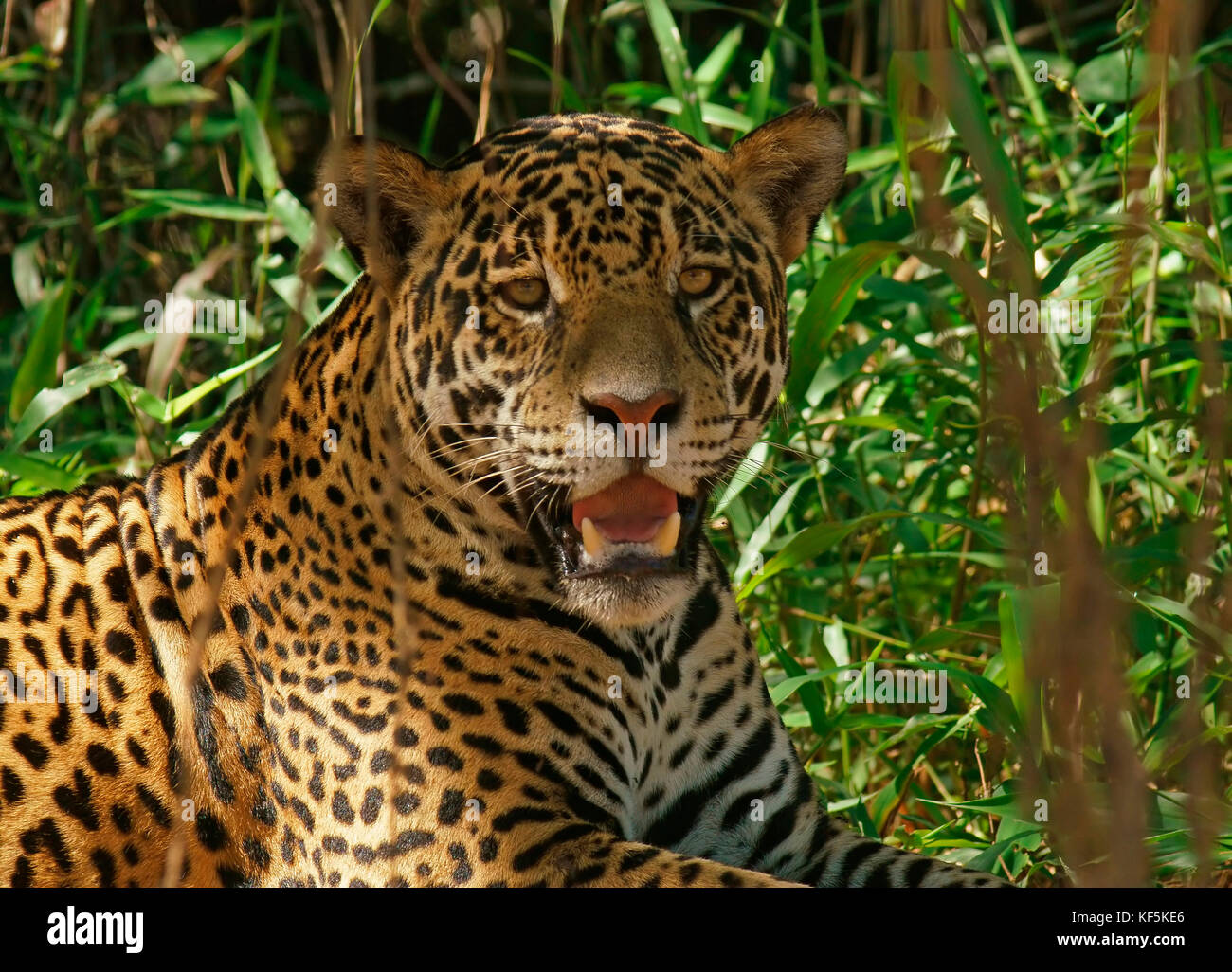 Jaguar (Panthera onca), repose à l'ombre, portrait, Pantanal, Mato Grosso, Brésil Banque D'Images