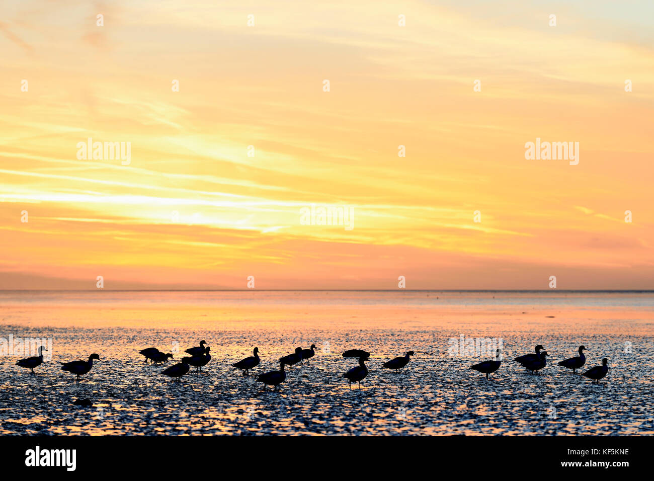 Le coucher du soleil, soir, ambiance de la mer du Nord à marée basse avec des silhouettes d'shelducksn (Tadorna tadorna commun), norddeich Banque D'Images