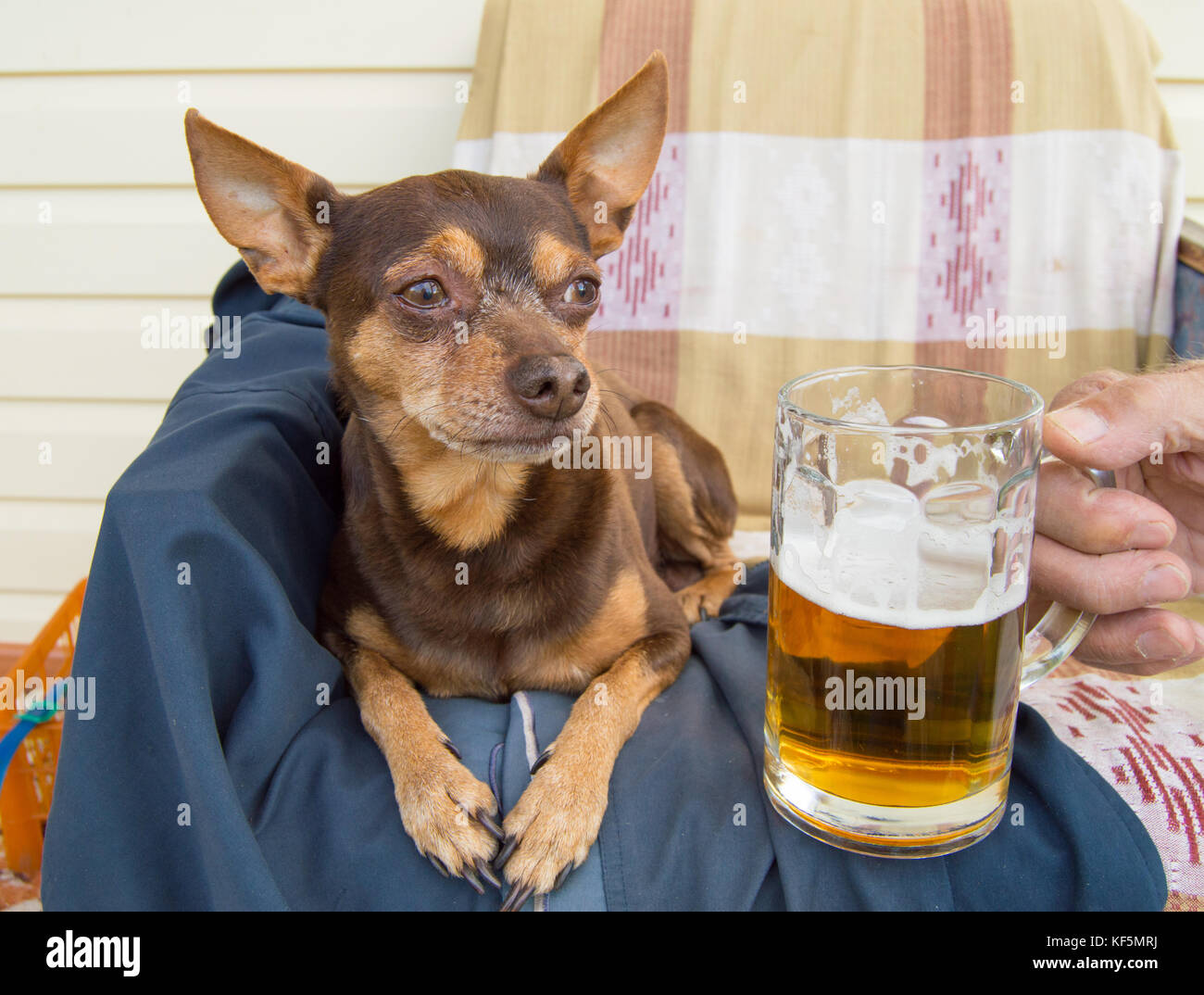 Avoir Images Chien Mignon Drole Avec Une Biere Qui Offre Son Proprietaire L le plus cool par