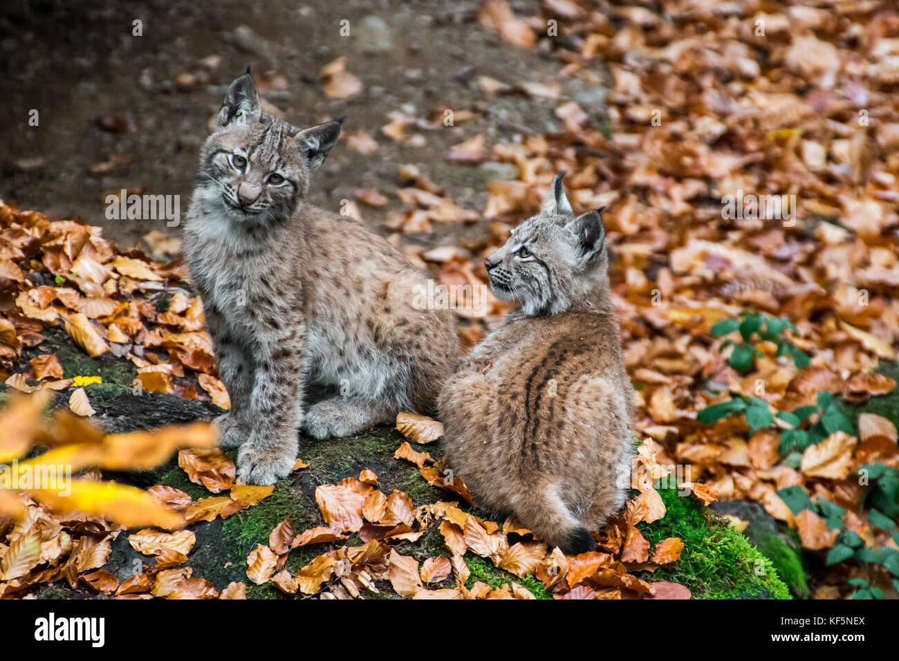 Chaton De Deux Mois Banque d