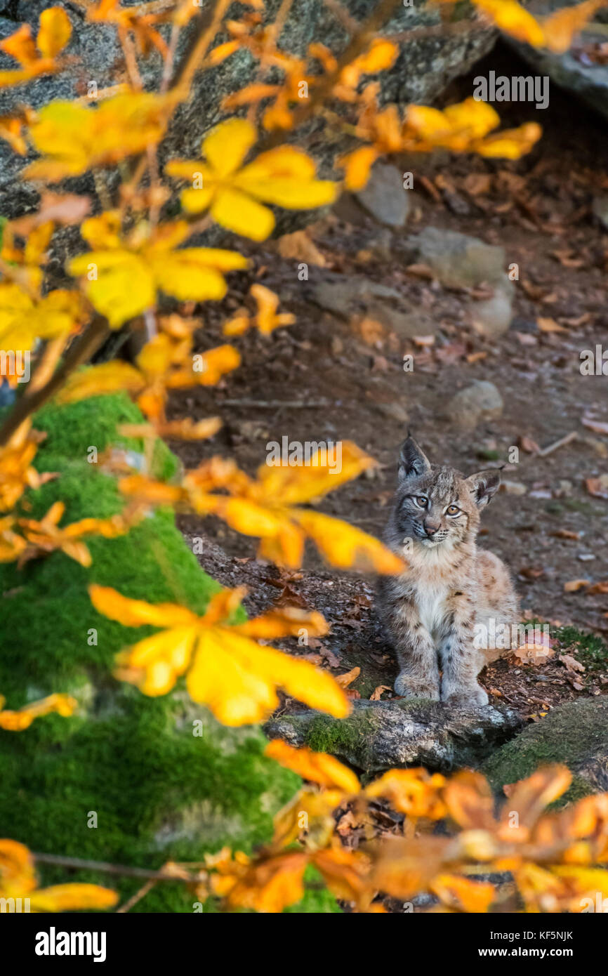 Deux mois mignon lynx boréal (lynx lynx) chaton en forêt d'automne assis près de den Banque D'Images