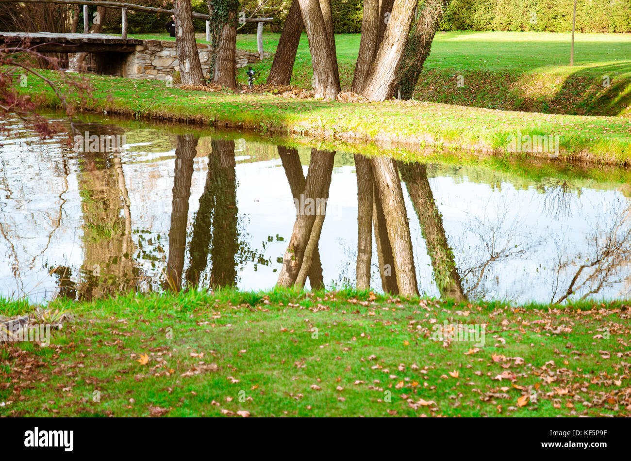 Reflet de tronc de l'arbre en automne stream Banque D'Images