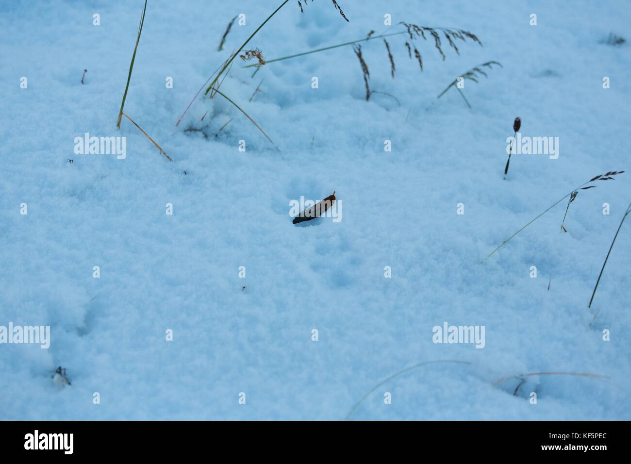 Des traces de renard dans la neige Banque D'Images