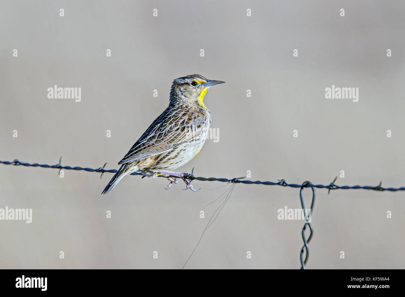 Eastern Meadowlark Sturnella magna lilliana Sierra Vista, Arizona, USA 30 novembre 2014 adulte Icteridae Lillian's Meadowlark Banque D'Images