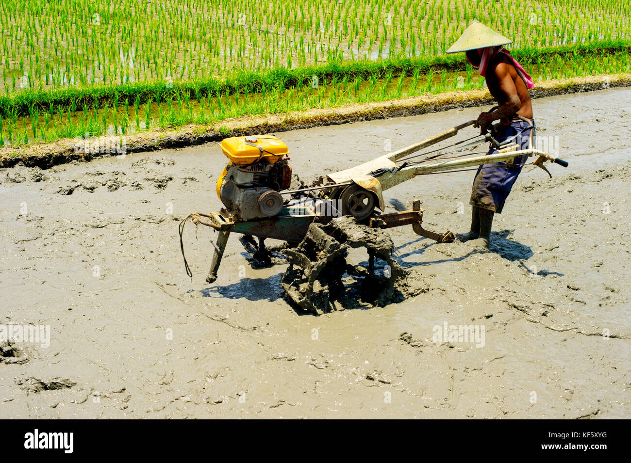 Homme de la région de travailler sur un champ de riz. L'île de Bali, Indonésie Banque D'Images