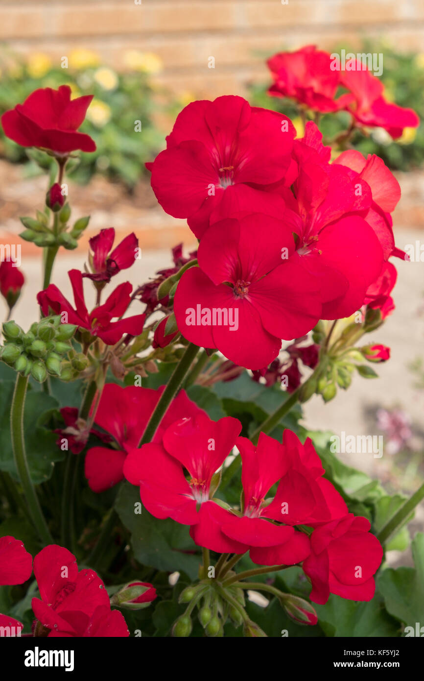 Géraniums rouges en fleurs. Le géranium est un genre de 422 espèces de plantes à fleurs, annuelles, bisannuelles et vivaces. USA. Banque D'Images