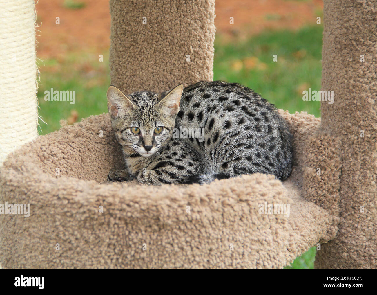 Chaton Savannah serval Banque D'Images