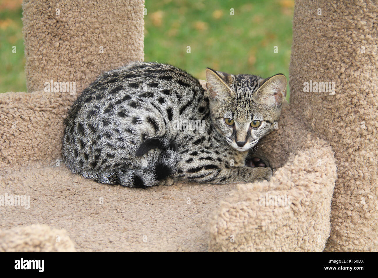 Chaton Savannah serval Banque D'Images