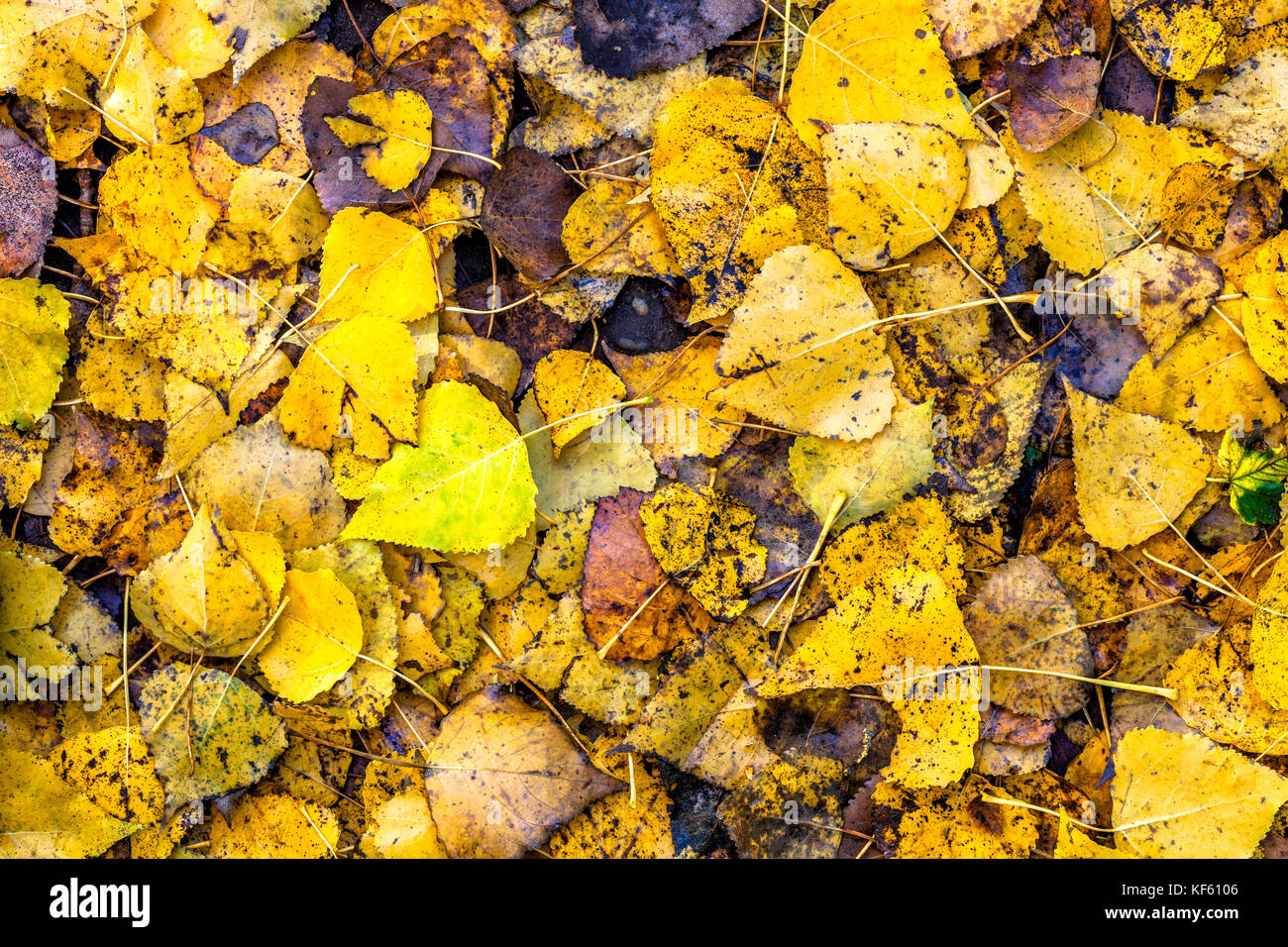 Les feuilles d'automne background Banque D'Images