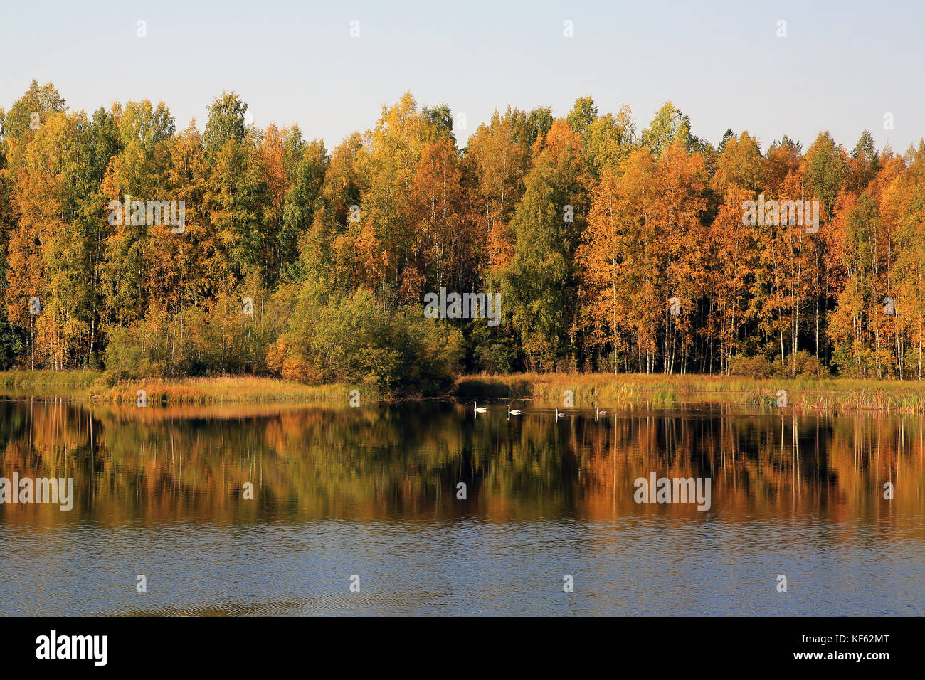 Lac d'automne feuillage d'automne colorés et d'une famille de cygnes près du rivage. Banque D'Images