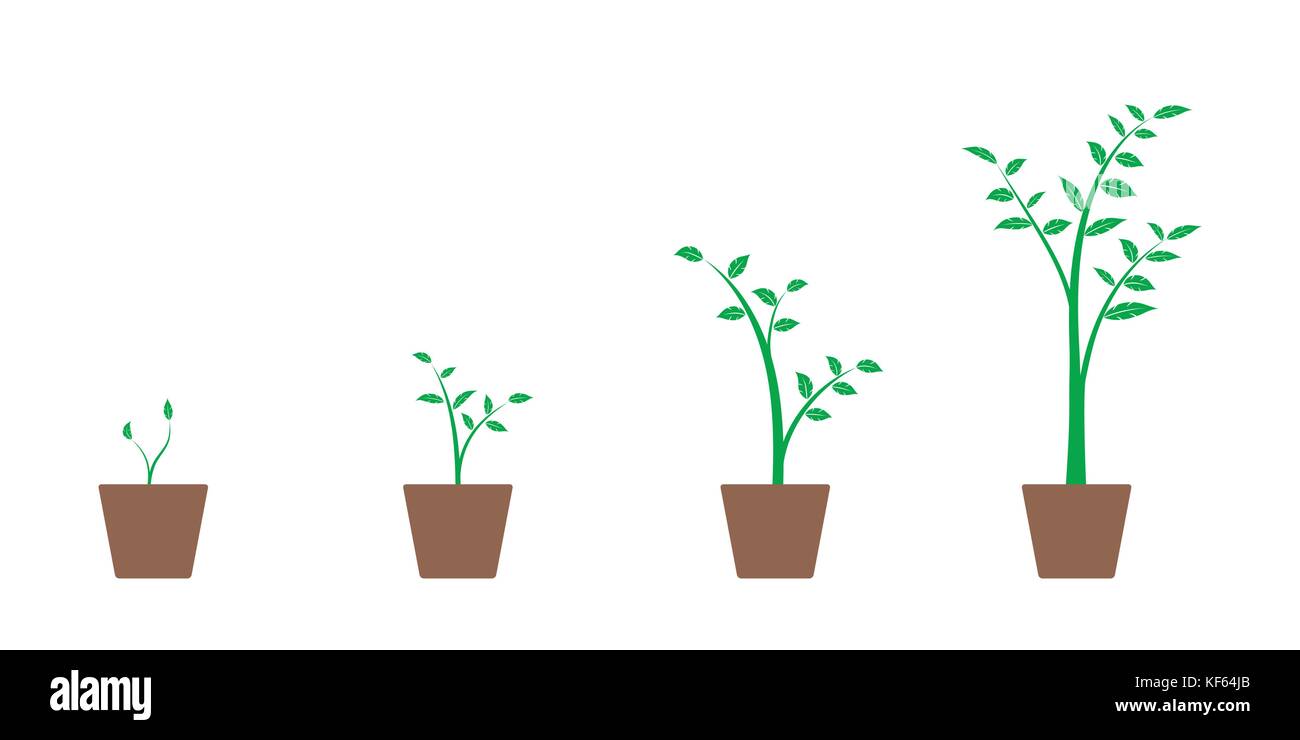 Ensemble réaliste d'illustrations vectorielles de phases de croissance des plantes et d'arbres verts en pot, isolé sur fond blanc Illustration de Vecteur