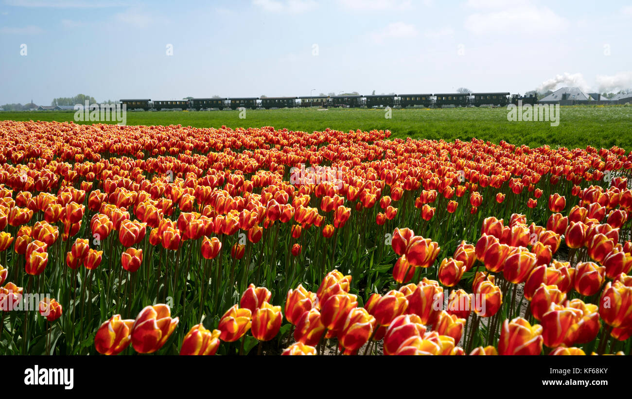 Champs de fleurs à proximité Lisse & Amsterdam, Pays-Bas Banque D'Images