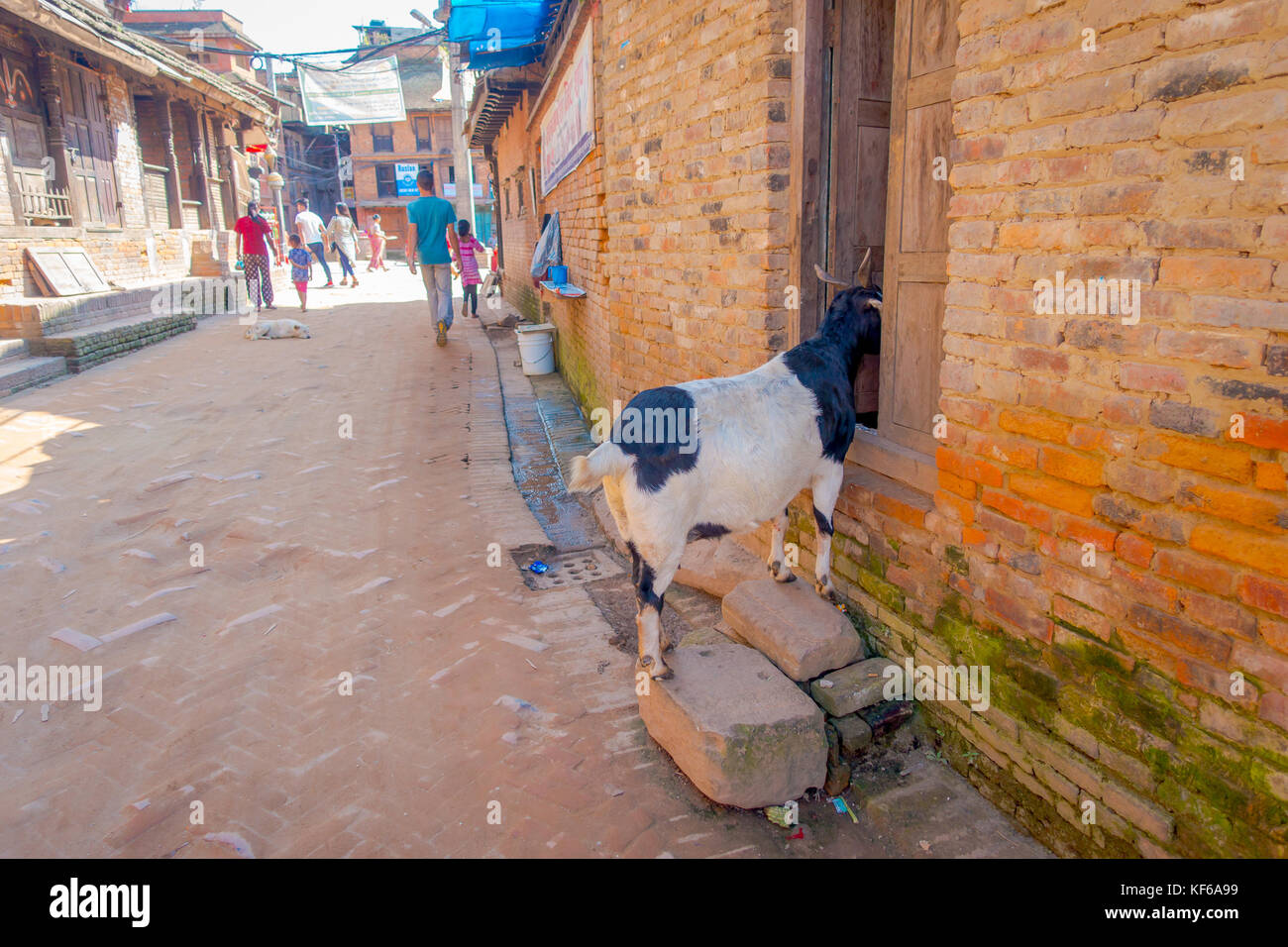 Close up de chèvre sauvage balade dans Old street, avec la moitié de l'intérieur boddy une maison en brique à Bhaktapur ville Banque D'Images Close up de chèvre sauvage balade dans Old street, avec la moitié de l'intérieur boddy une maison en brique à Bhaktapur ville Banque D'Images
