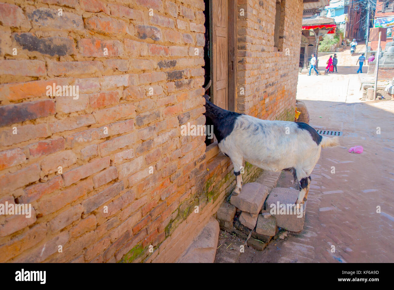 Close up de chèvre sauvage balade dans Old street, avec la moitié de l'intérieur boddy une maison en brique à Bhaktapur ville Banque D'Images Close up de chèvre sauvage balade dans Old street, avec la moitié de l'intérieur boddy une maison en brique à Bhaktapur ville Banque D'Images