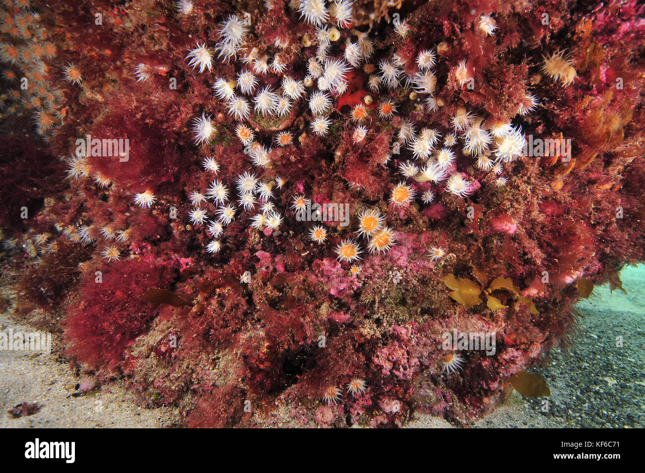 Jardin d'anémone à rayures blanches sur albocincta anthothoe rocheuse verticale recouverte d'algues roses. Banque D'Images