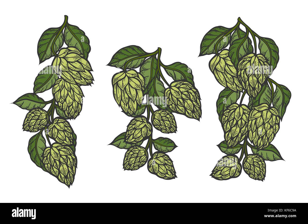 Dessins vintage set de houblon et de feuilles. hop part dessiné dans un style artistique gravé. vector illustration couleur. isolé sur fond blanc. Illustration de Vecteur