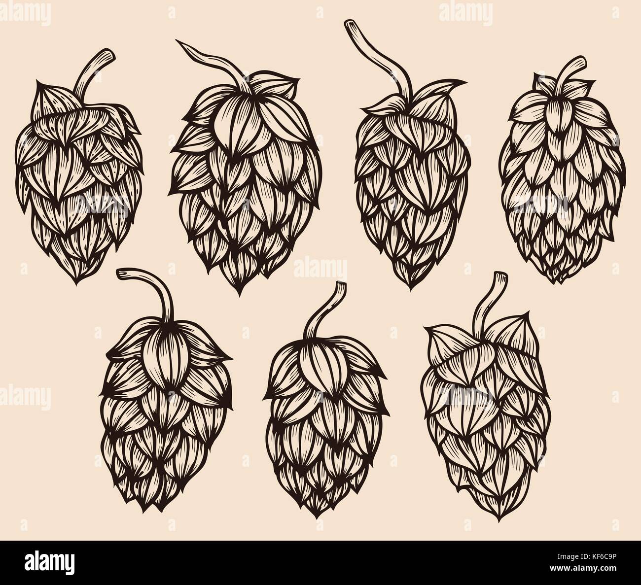 Gravure à la main. houblon ou humulus lupulus houblon commun avec la direction générale des feuilles et cônes. vector illustration Illustration de Vecteur