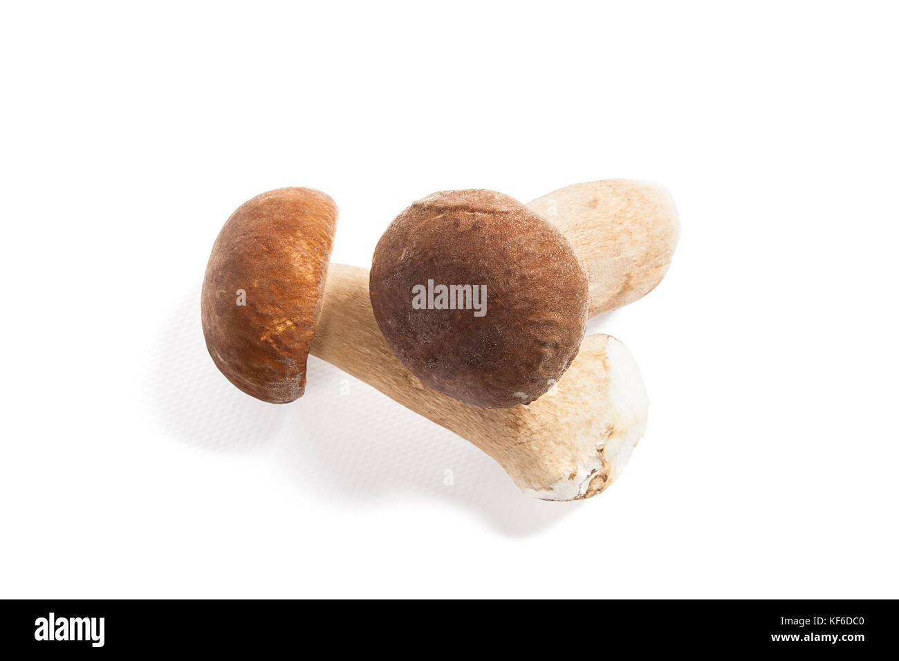 Récolté à l'automne des champignons comestibles boletus edulis (cèpes) connu sous le nom de cèpes isolé sur fond blanc. Banque D'Images