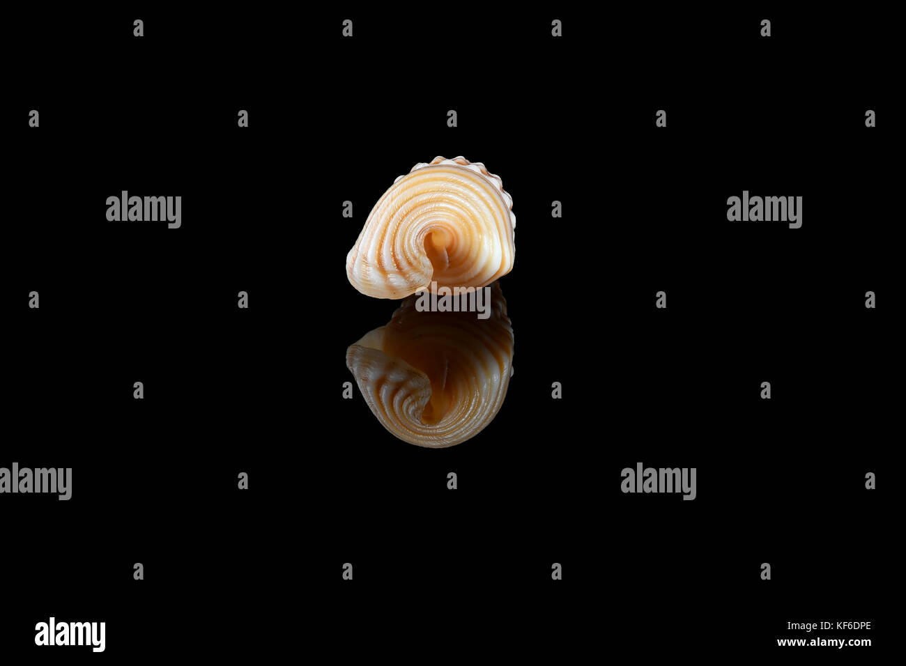 Escargot Cerithidea (annelage horn (Cerithideopsilla) cingulata) sur fond noir, Dubaï, Emirats Arabes Unis. L2,4xW1x0,75cm Banque D'Images