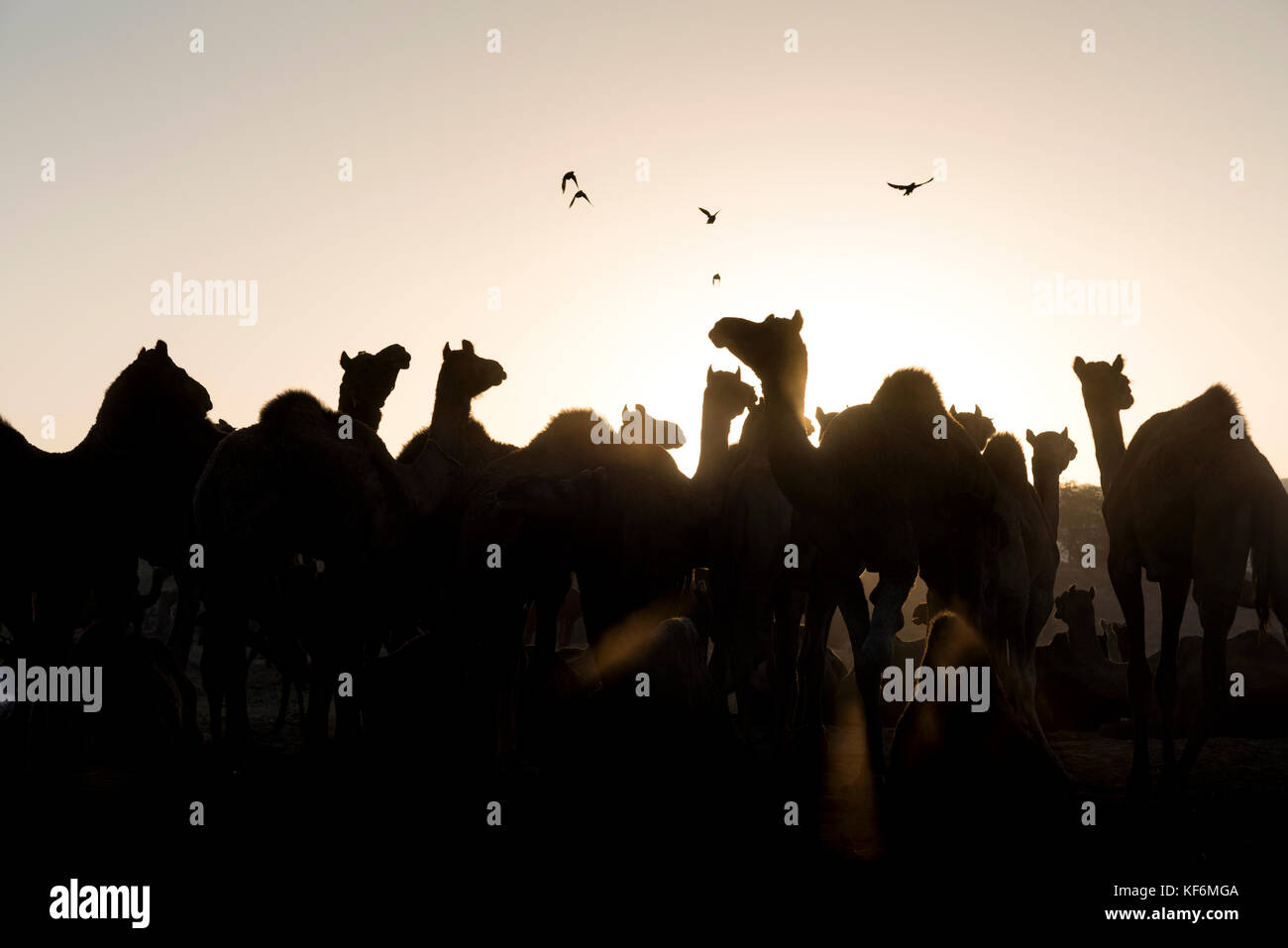 Pushkar, Inde. 25 octobre, 2017. Un matin scène à la foire de chameau. crédit : ravikanth kurma/Alamy live news Banque D'Images