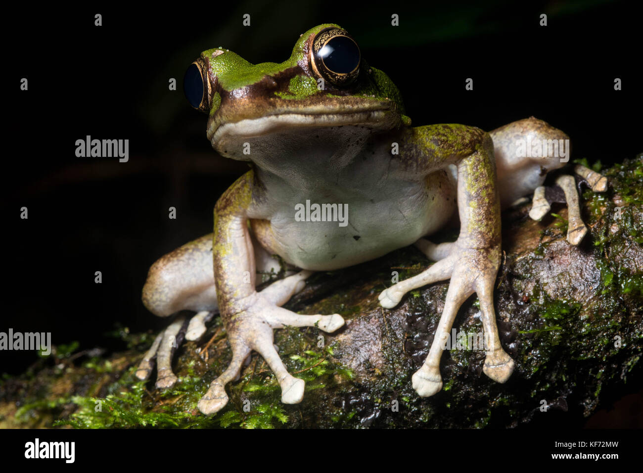 Une grande femelle rock poison (grenouille Odorrana hosii) de Bornéo. Banque D'Images