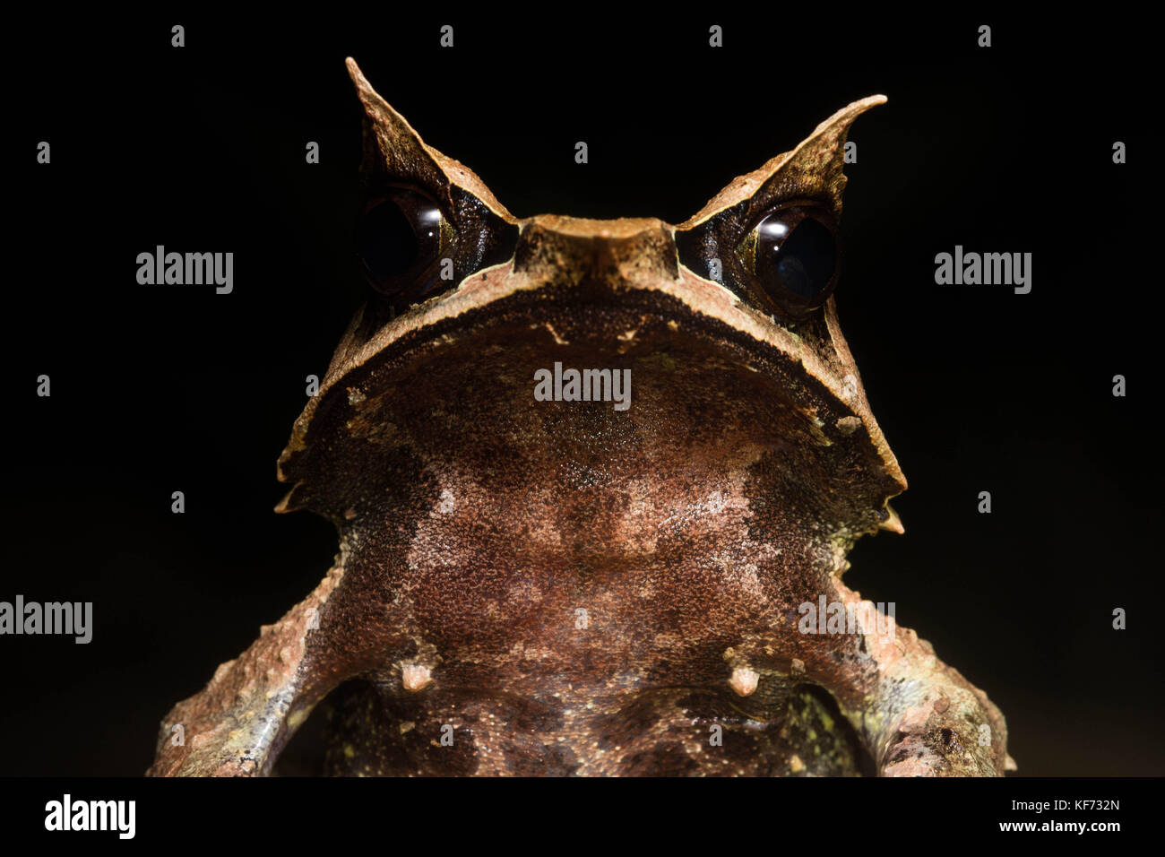 Un portrait d'un long-nez de grenouille (Megophrys nasuta cornu) à partir de la jungle de Bornéo. Banque D'Images