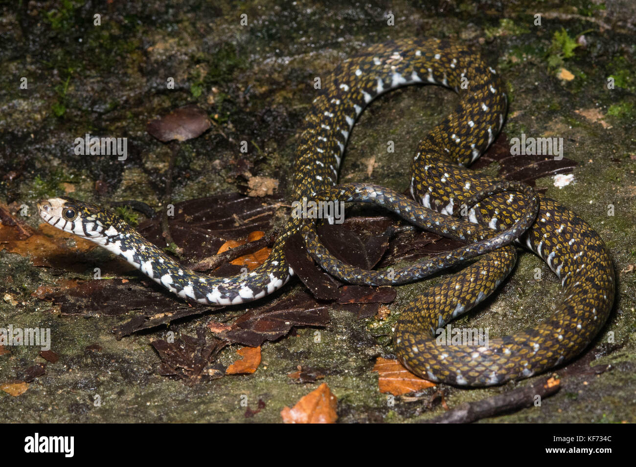 Un serpent d'eau tête blanche (Amphiesma flavifrons) de Bornéo qui est le seul endroit où on peut trouver cette espèce. Banque D'Images