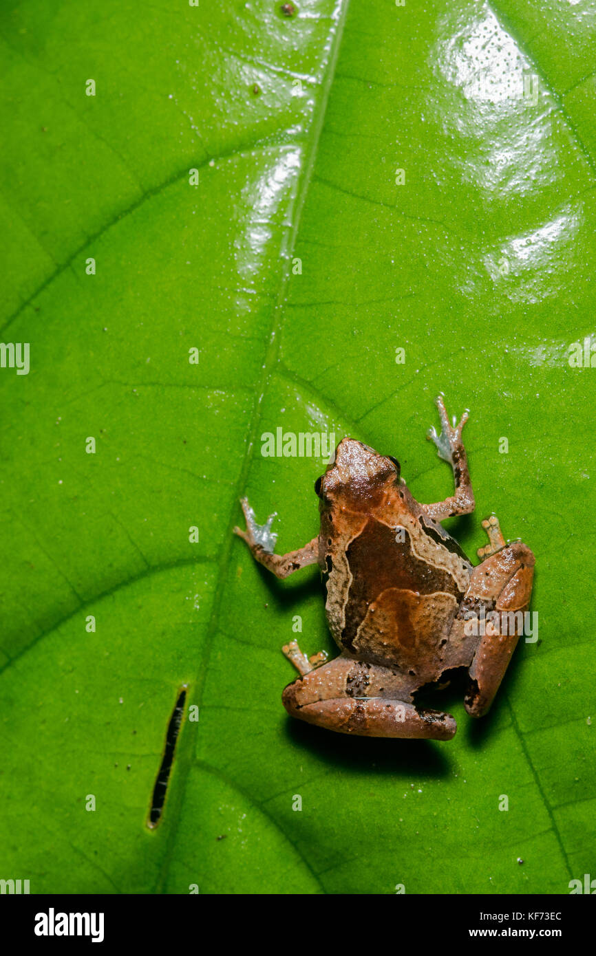 Un petit microhylid frog est assis sur une feuille dans la jungle de Bornéo. Banque D'Images