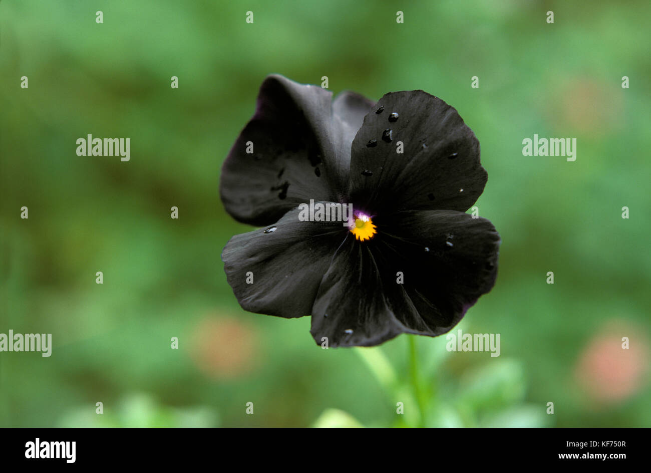 Pensée noire pensées violon fleur fleurs Banque de photographies et  d'images à haute résolution - Alamy